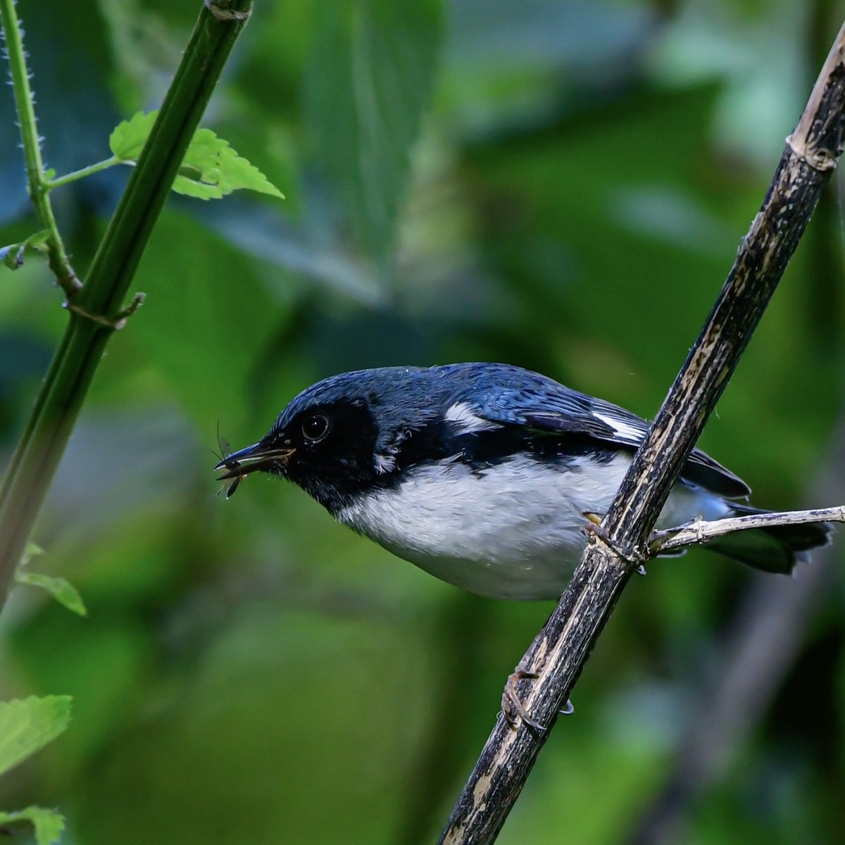 MeredithMComm's tweet image. One of my faves — the Black-throated Blue Warbler — during a migration layover in SE Michigan for #MondayMorningBlues. Have a good week!💙
#Birds #BirdTwitter #TwitterBirds #FallMigration