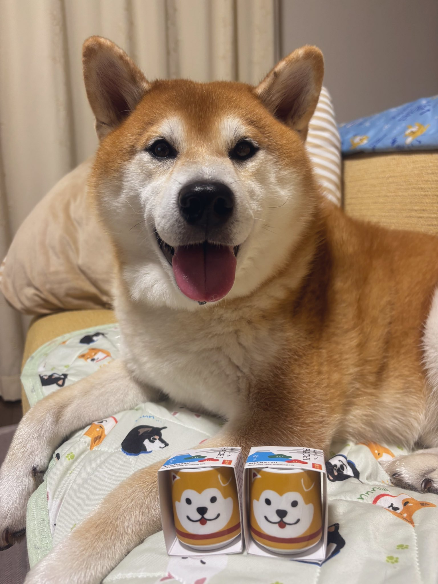 柴わんこ様♡ありがとうございます♡ ◍◍◍◍◍◍◍◍◍◍◍◍ 今日の朝のお散歩🐶🤎 ここ最近ずっと