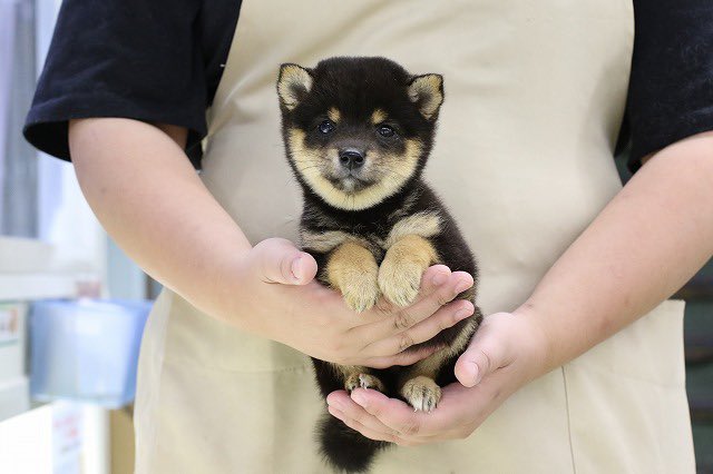 愛猫ちゃん、愛犬ちゃんに高級素材、檜の贅沢な食事台はいかがでしょうか？　日本製 猫ちゃん新入舎情報②♫ | かねだい 所沢店のブログ