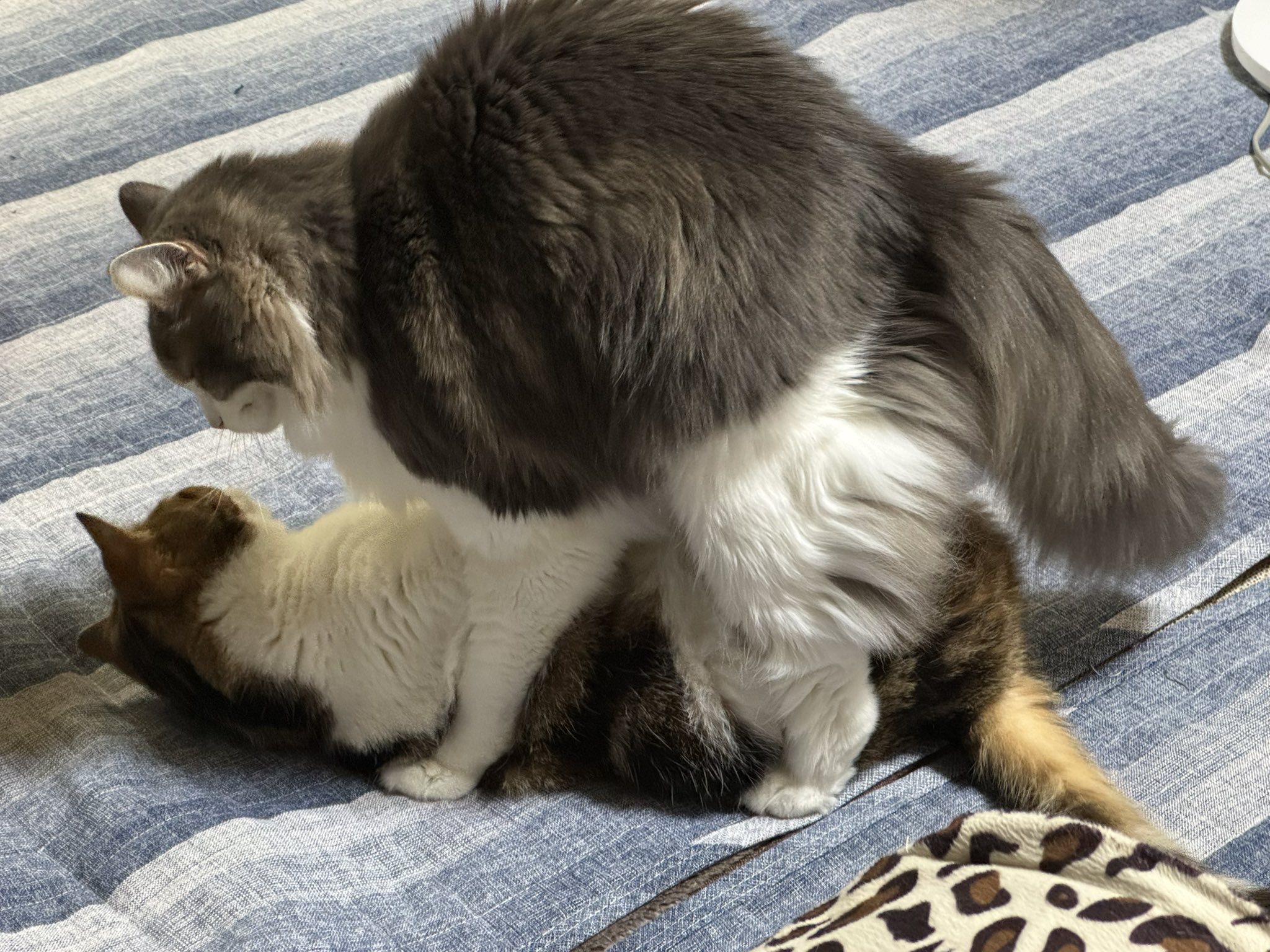 ネコママさま❤️専用きんがくまちけさかな 楽天市場】金魚 小銭入れ 財布 がま口 和柄 がま口財布 かわいい