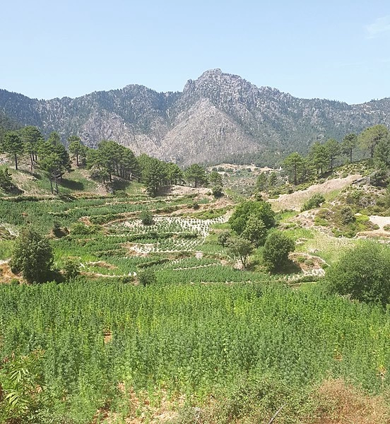 HASHISH: HISTORY, TYPES AND PRODUCTION
factsanddetails.com/world/cat54/su…