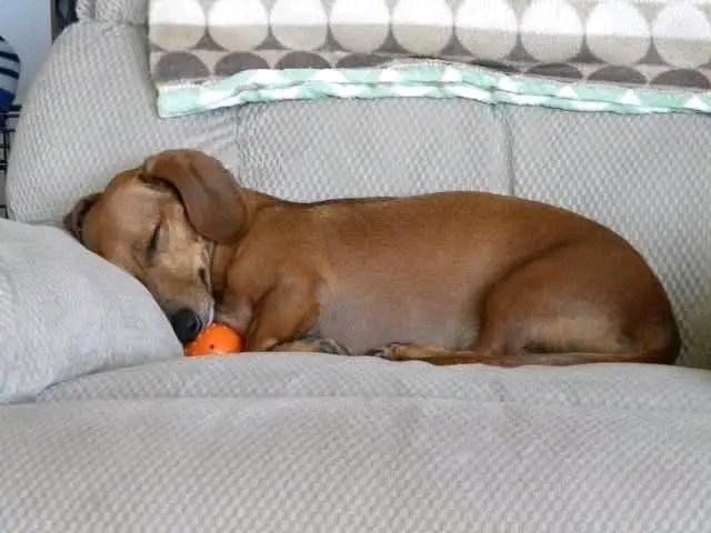 Dachshund Heaven USA tweet media