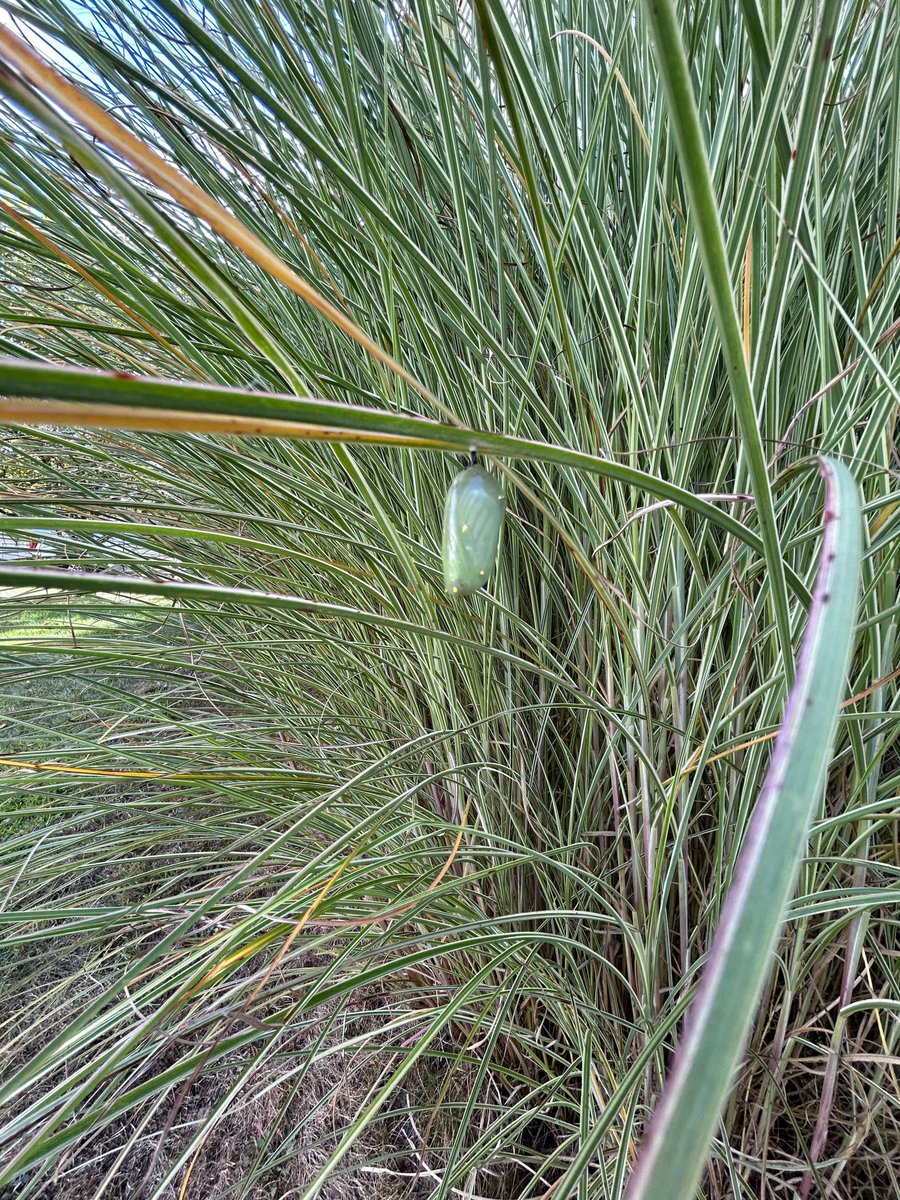 Melissa Constanzer tweet media