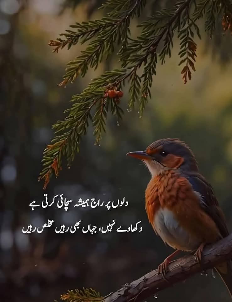 shagufta tweet media