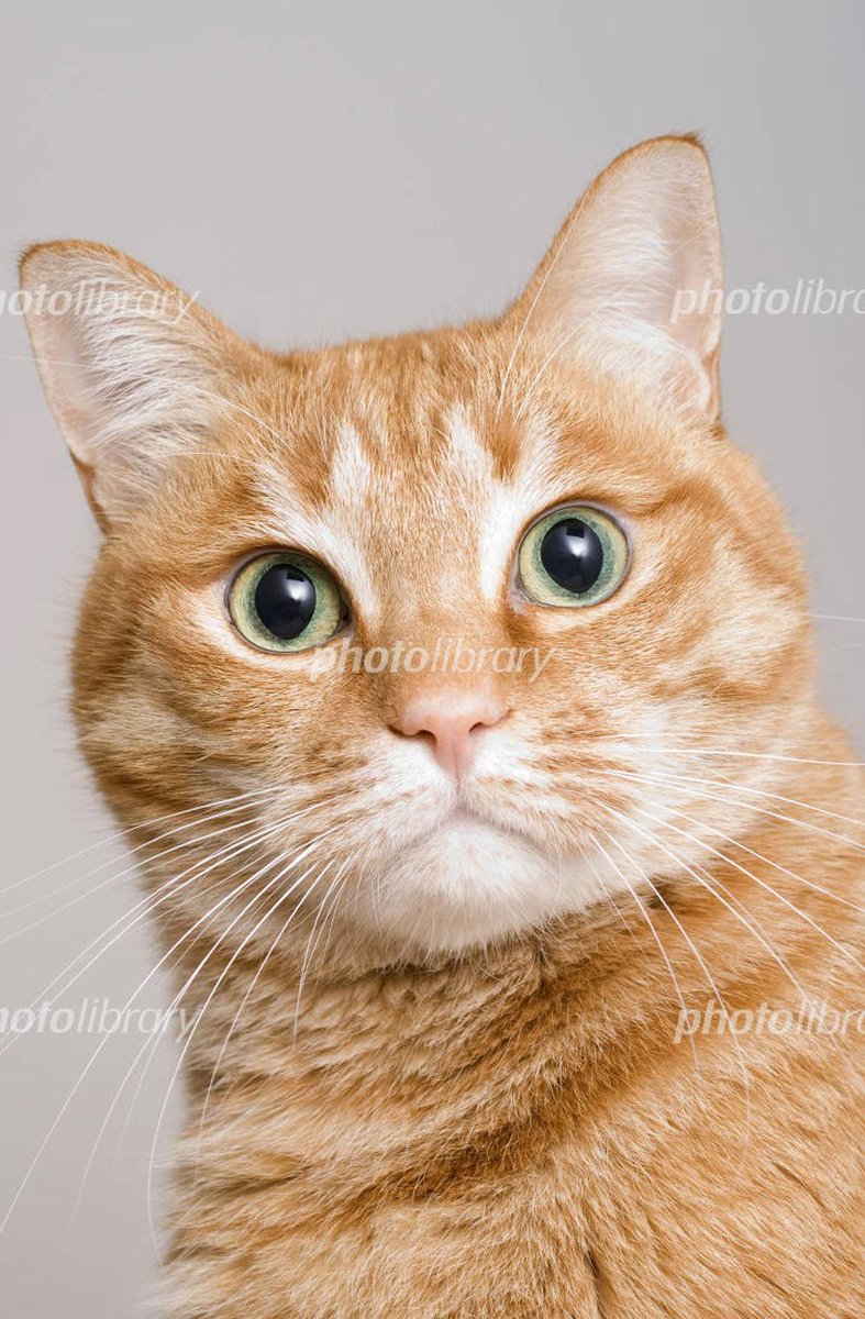 🌗
決めていいよ！
👩‍⚖️ 応援してるよ！