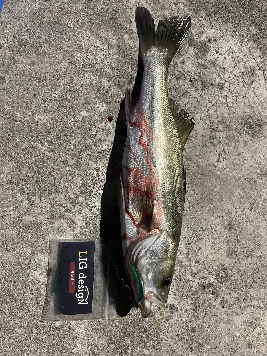 hide_8613's tweet image. 昨日も、アジに出会えず😭LIGワームで初の魚は、セイゴ👍タモを持って来てなくて近くで釣ってた人にタモ借りてゲット！2匹は、チビカサゴ😅ワームの動きを見て見たらいい感じに動いていて👍セイゴは、カルパッチョに😋
#LIG
#PR