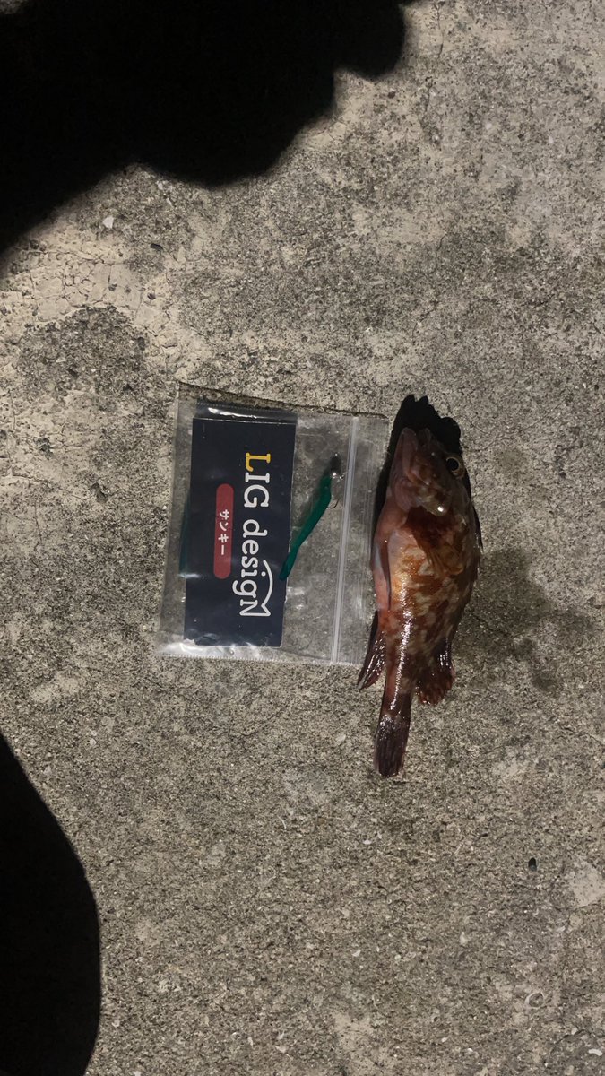 hide_8613's tweet image. 昨日も、アジに出会えず😭LIGワームで初の魚は、セイゴ👍タモを持って来てなくて近くで釣ってた人にタモ借りてゲット！2匹は、チビカサゴ😅ワームの動きを見て見たらいい感じに動いていて👍セイゴは、カルパッチョに😋
#LIG
#PR