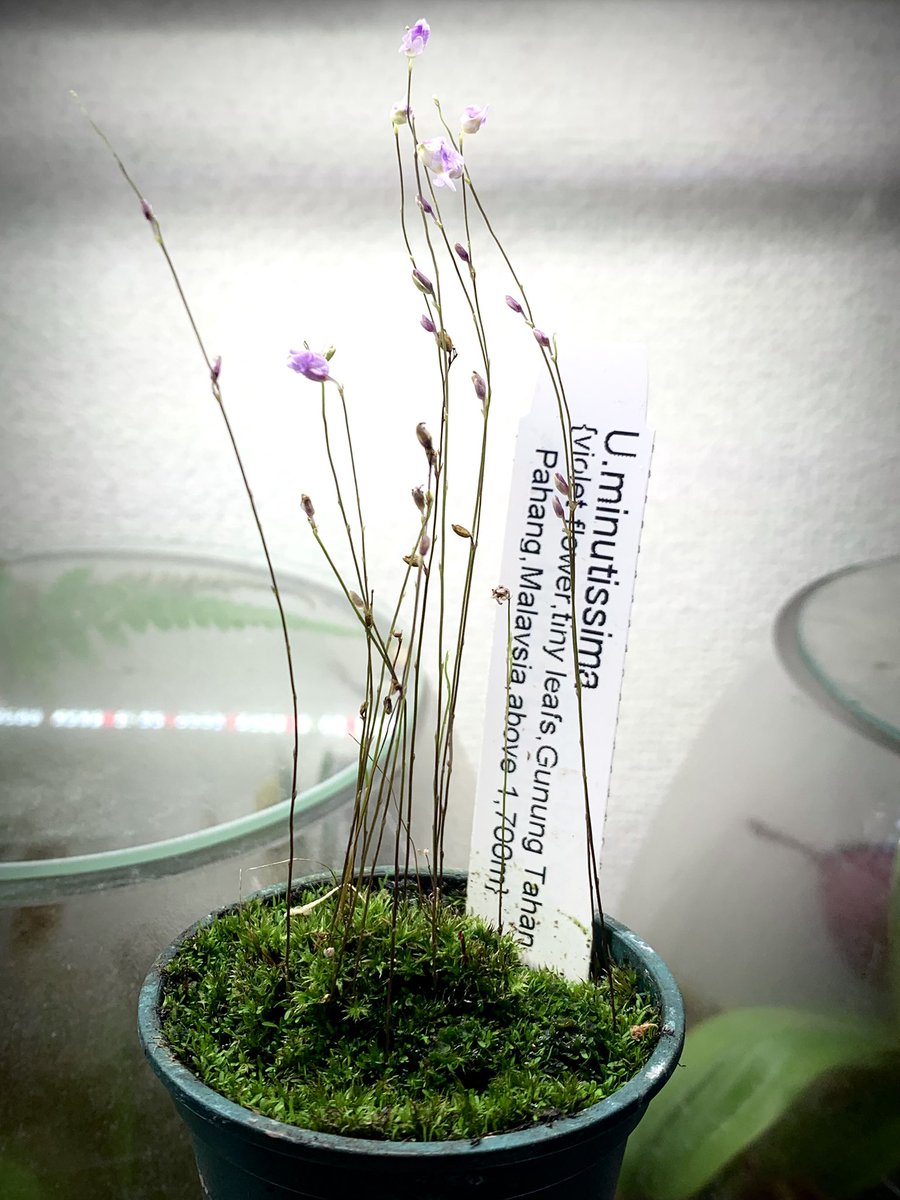 咲くやこの花館
グリーンジャムでヒーローズピッチャープランツさんから購入

Utricularia minutissima
ウトリクラリア ミヌティシマ

minutissima=小型の
ミニマムの語源だと思われる。
マレーシアのマレー半島 パパン州 タハン山原産
