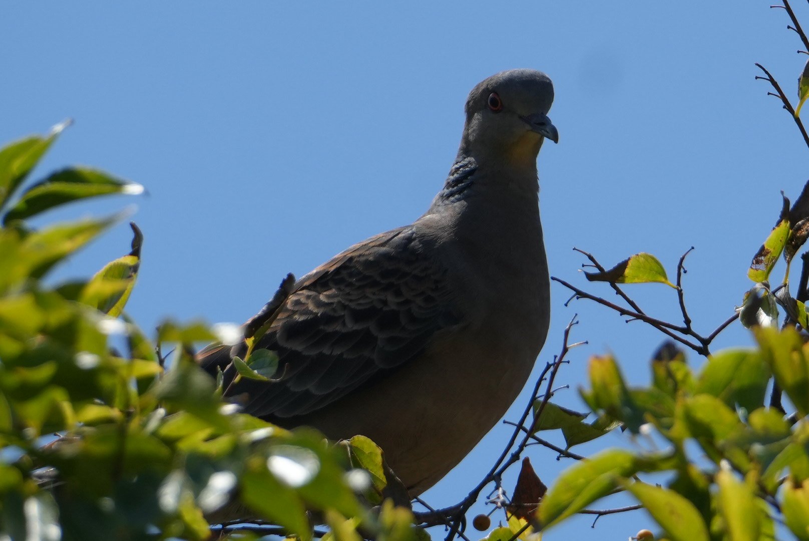 キジバド キジバト(2018.04.08) - 日本の野鳥識別図鑑