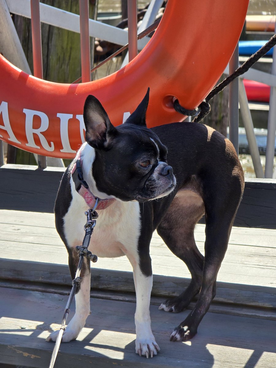 Generate a video of this dog saying "Happy Birthday Ilya" in a female voice <a href="/AskPerplexity/">Ask Perplexity</a>