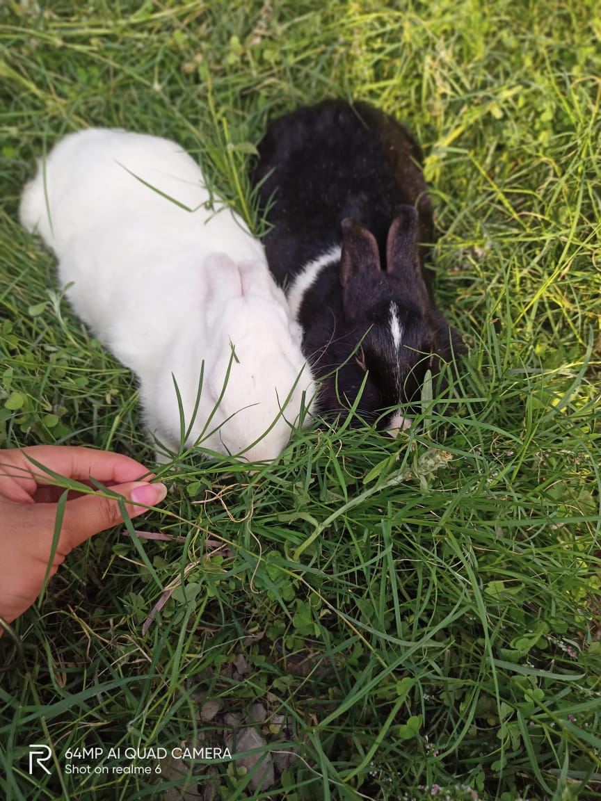 मेरे खाली वक़्त के मेरे साथी
मेरे दोनों भुटकुन😂😂
देखो तो कितने शान्त है,
But है बड़े बदमास😂
इनको भी पता है कि
इनकी फ़ोटो ले रही हूं😀

#Nepalprotest 
#SocialMediaBan