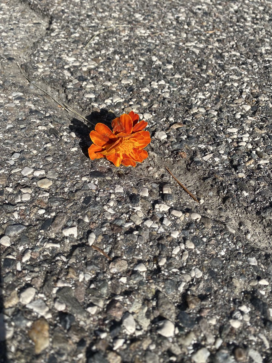 Sonia Zuccaro tweet media