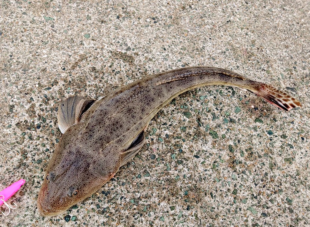 boss_054's tweet photo. いつもの魚と違うさばき方に困惑。そして道の駅では散財。 https://t.co/uWs531FPny