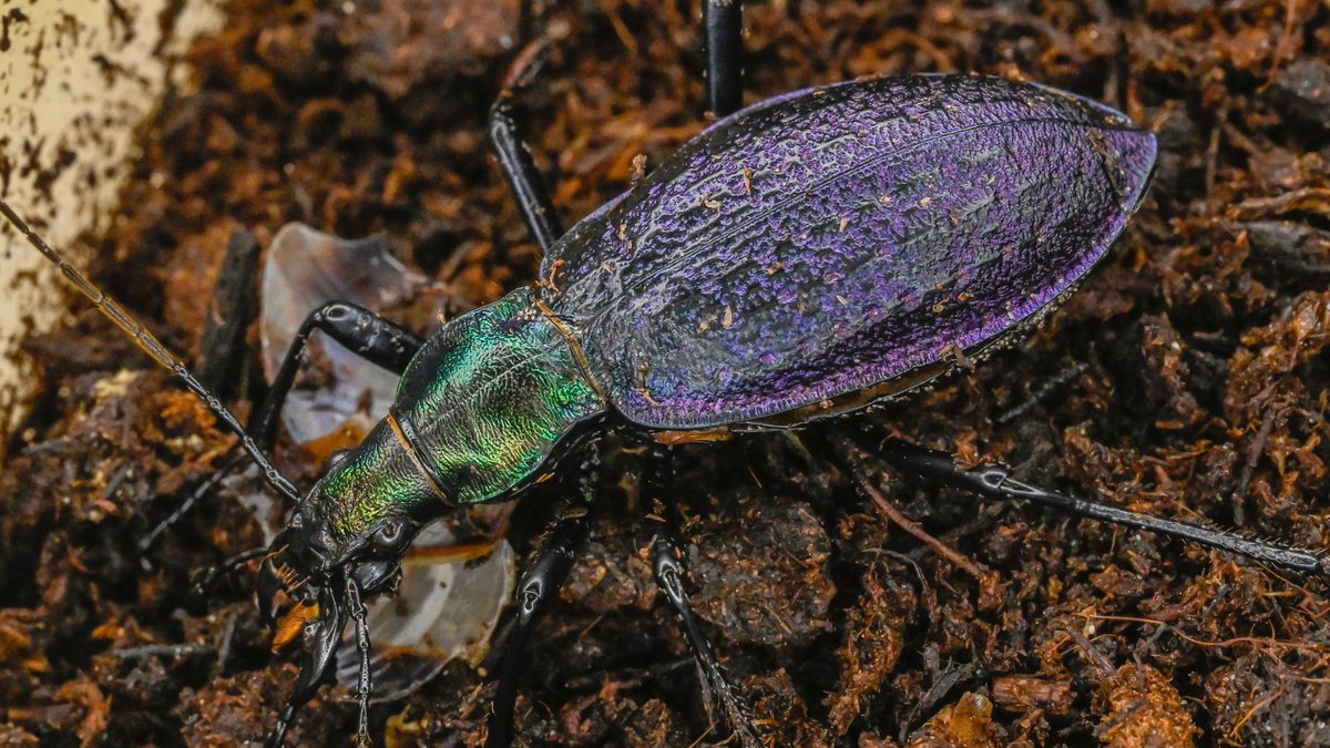 72号［オシマルリオサムシf2］
初齢6/15-二齢6/20-三齢7/5-羽化9/1

#オサムシブリード2025 #ユメキ記録用