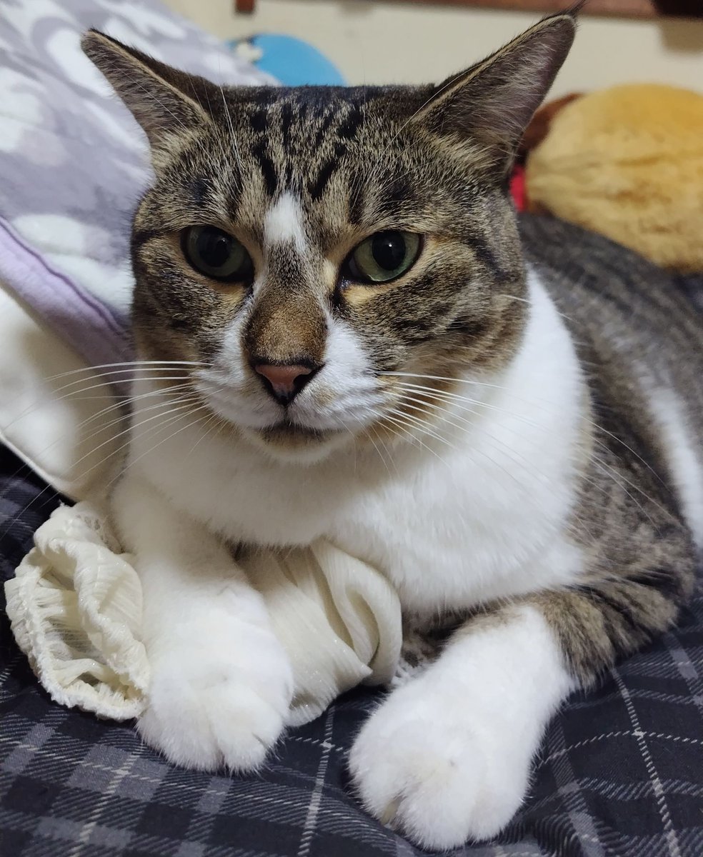 ねこっこページ ねっこ (@nxtuko) / Posts / X