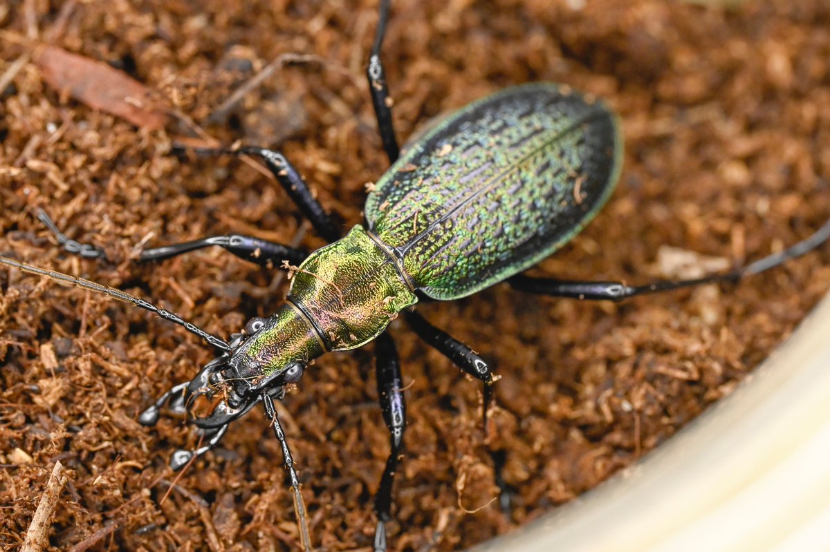 69号［オシマルリオサムシf1］
初齢6/28-二齢7/2-三齢7/10-羽化8/31

#オサムシブリード2025 #ユメキ記録用