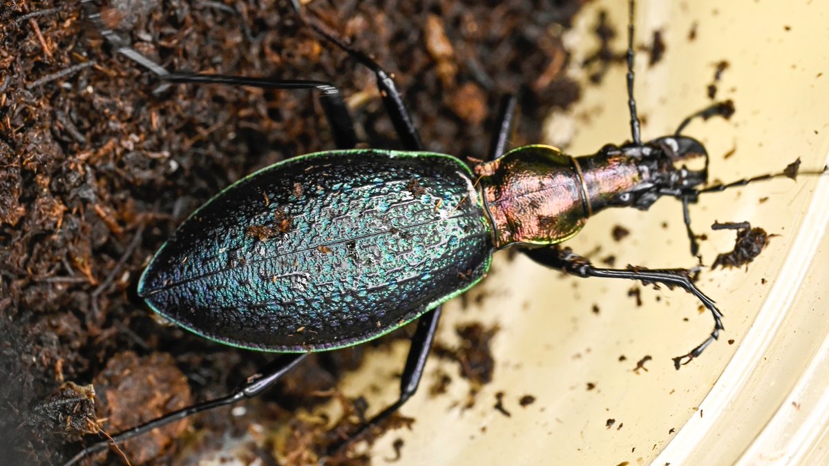 70号［オシマルリオサムシf2］
初齢6/21-二齢6/26-三齢7/5-羽化8/31

#オサムシブリード2025 #ユメキ記録用