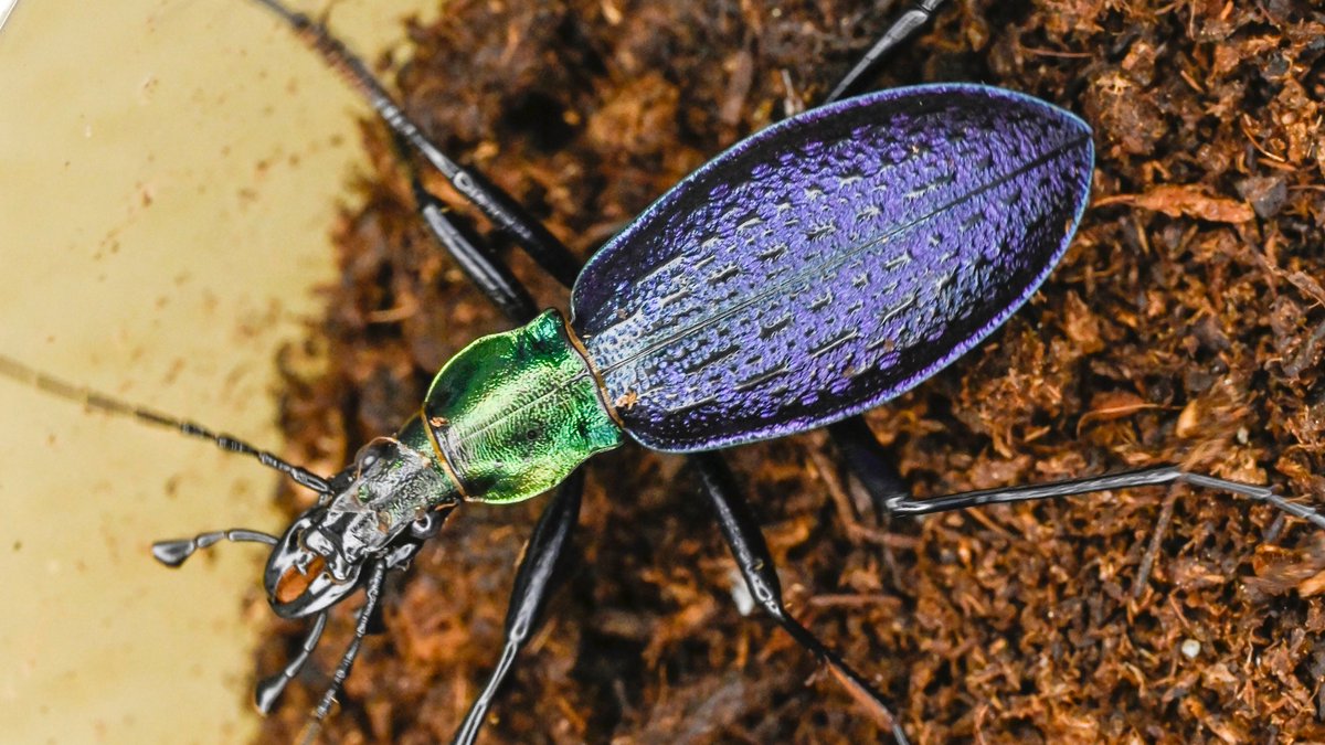 71号［オシマルリオサムシf1］
初齢6/22-二齢6/26-三齢7/5-羽化9/1

#オサムシブリード2025 #ユメキ記録用