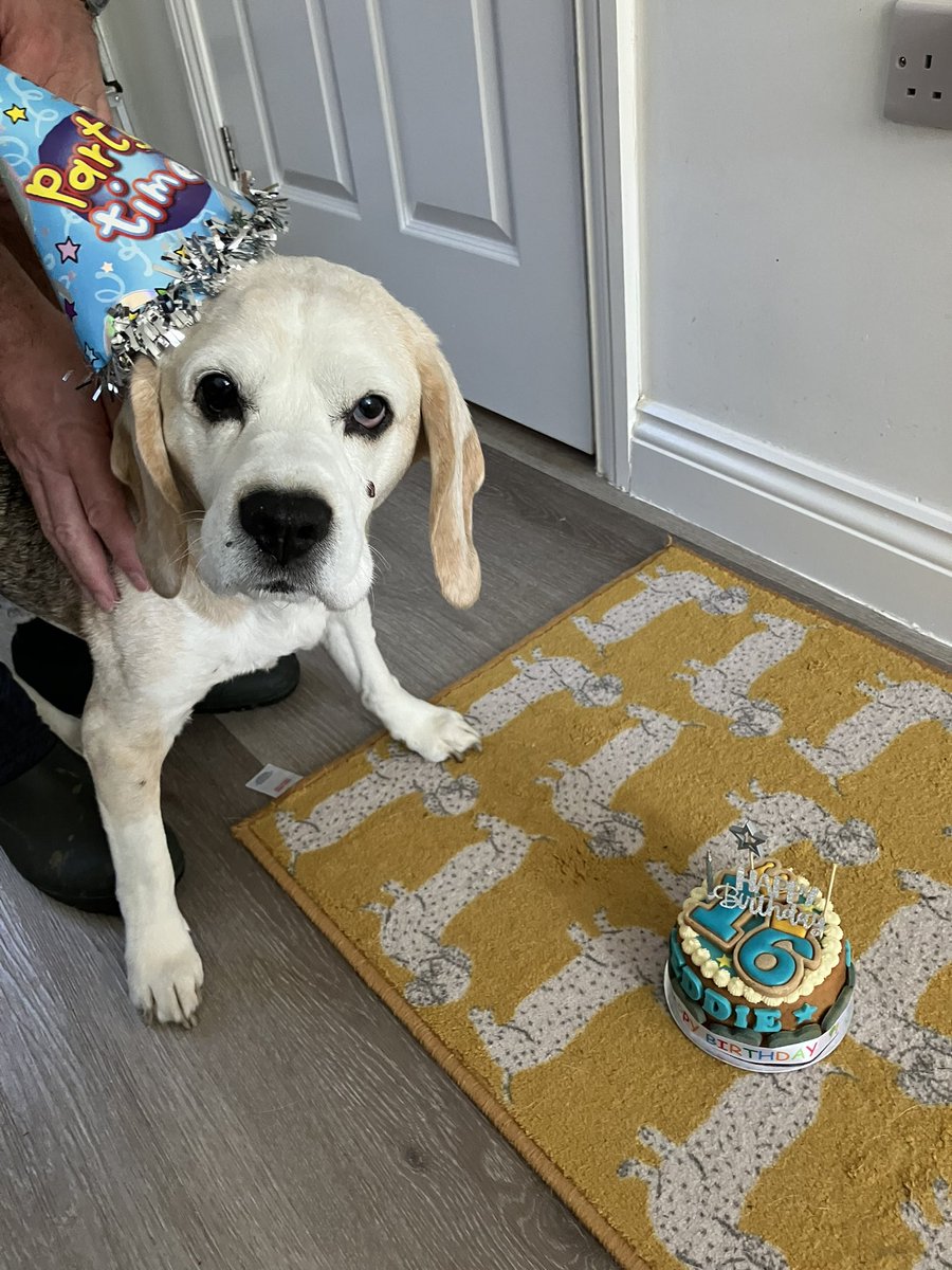 Eddie, 🌈Angel Ella, Winnie, Johnny, Ziggy & Axl tweet media