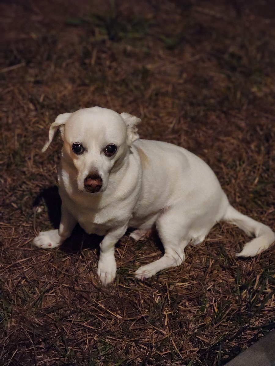 SnakeQueen tweet media