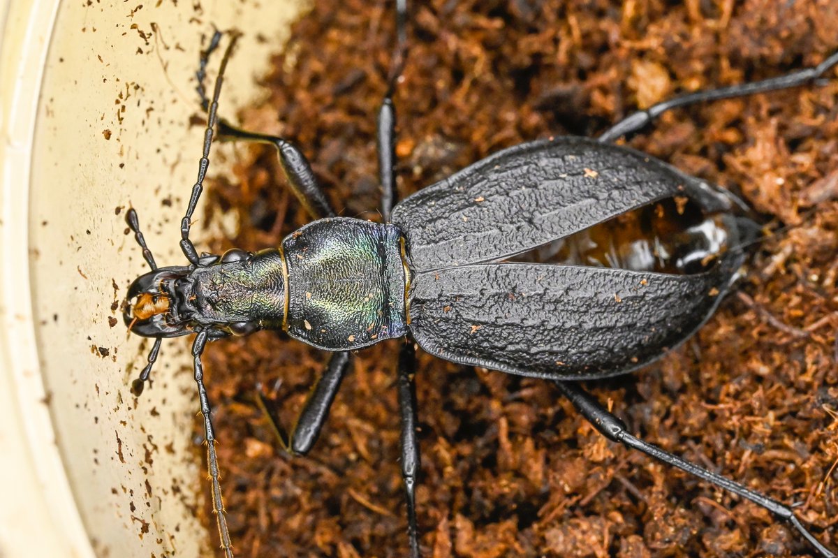 74号［アラメオオルリオサムシf1］
初齢6/3-二齢6/26-羽化9/1

#オサムシブリード2025 #ユメキ記録用