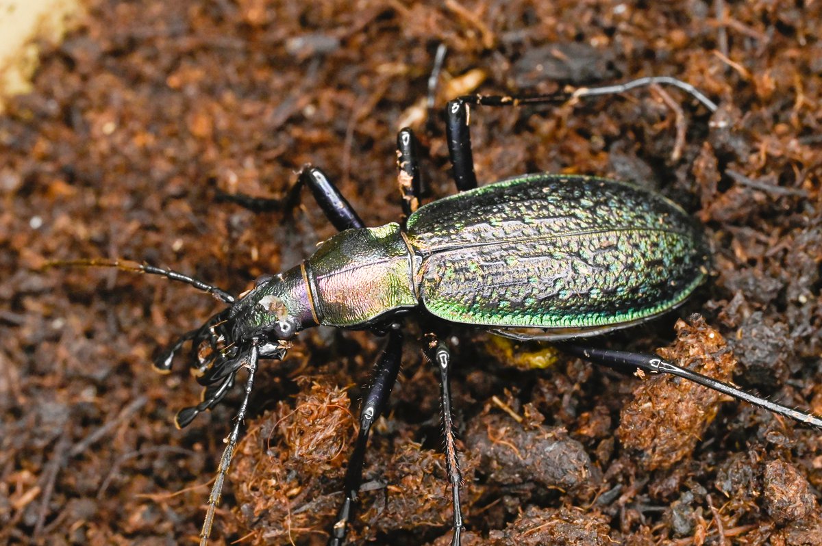 75号［オシマルリオサムシf1］
初齢6/28-二齢7/2-三齢7/10-羽化9/1

#オサムシブリード2025 #ユメキ記録用