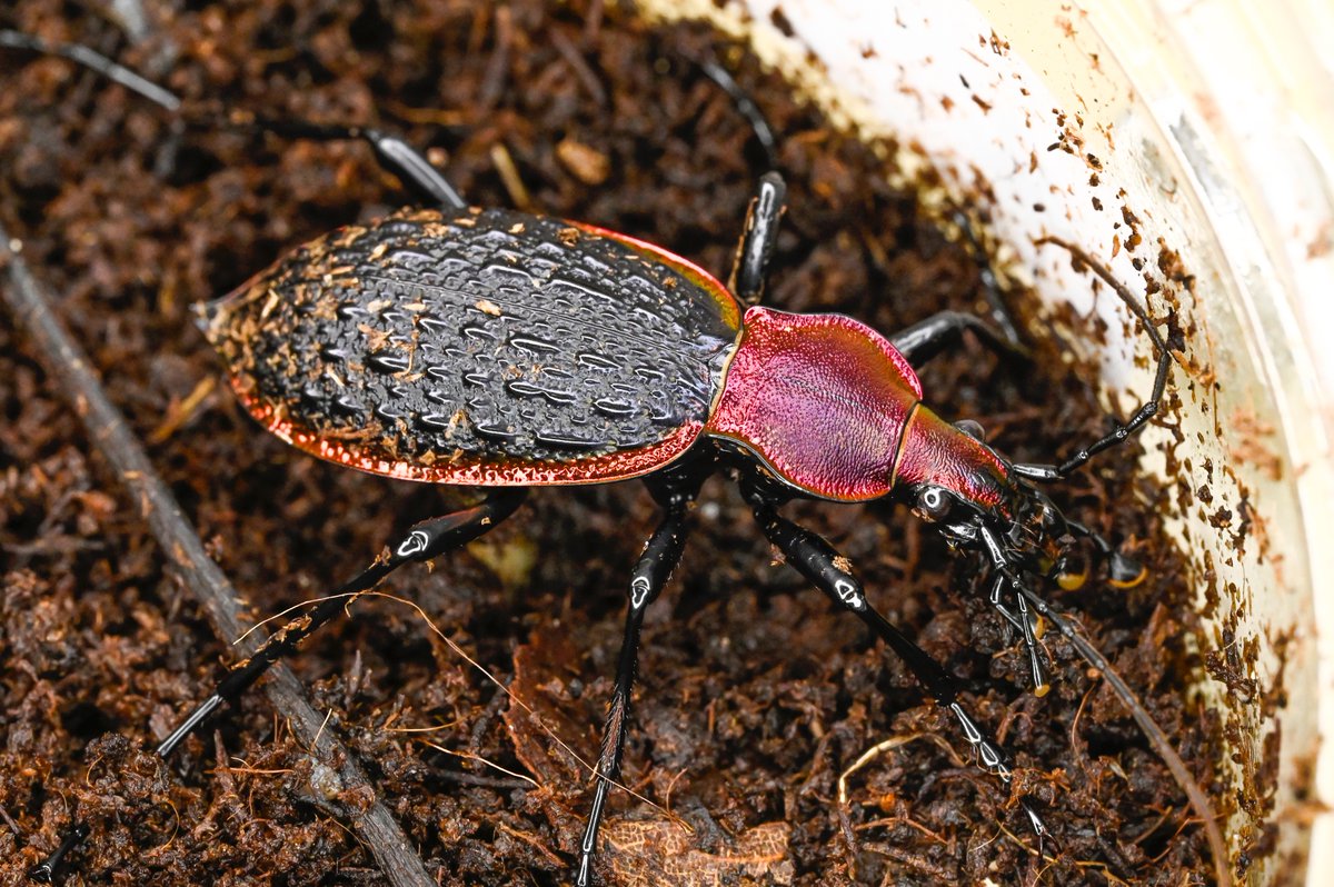 76号［タイワンカブリモドキf2］
初齢7/23-二齢8/1-羽化9/1

#オサムシブリード2025 #ユメキ記録用