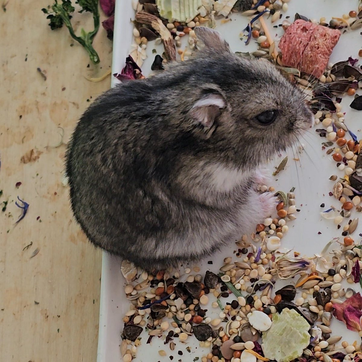 새우는 아마 2살 생일을 무사히 맞이한거같고요
나이와 병력에도 불구하고 씩씩하게 잘 지내고 있어요!