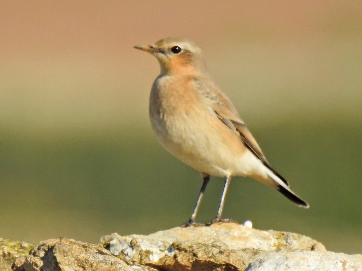 4 Northern Wheatear at Drifton Hill this morning also 2 Whinchat and the usual Corn Bunting,and Linnets a few Barn Swallow going through,2 Common Buzzard,2 Red Kite and 3 Raven plus another Clouded Yellow.