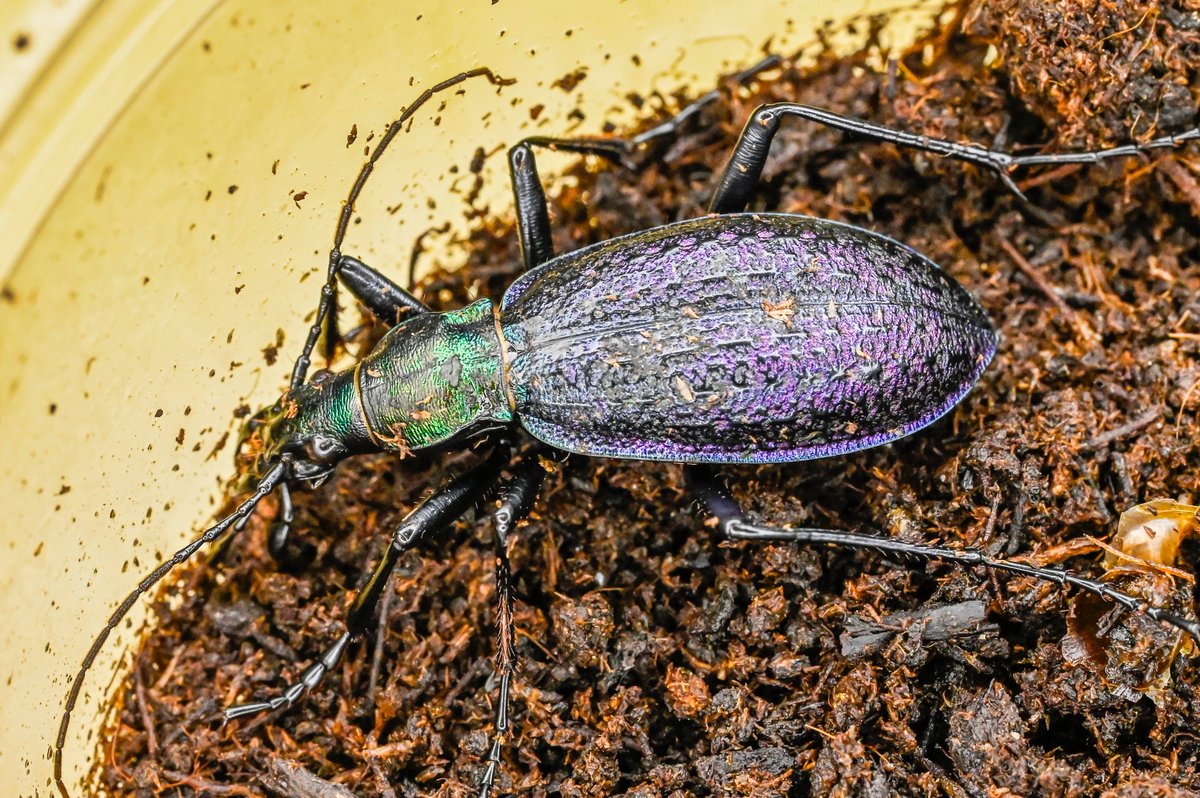 77号［オシマルリオサムシf2］
初齢6/21-二齢7/3-三齢7/10-羽化9/1

#オサムシブリード2025 #ユメキ記録用