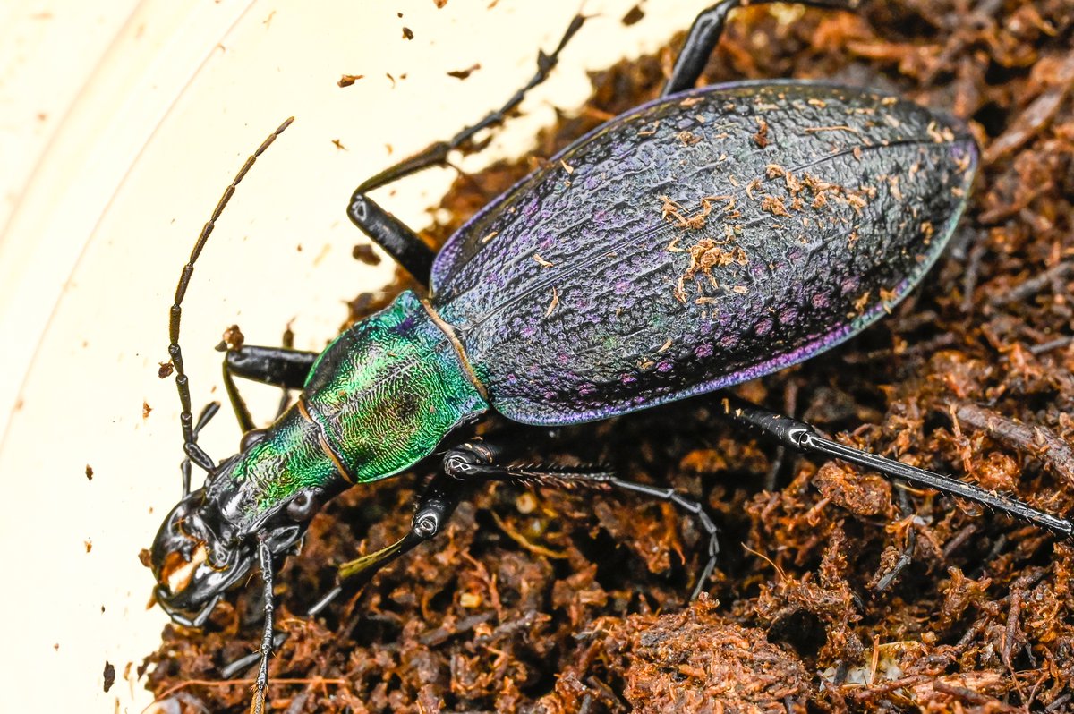 78号［オシマルリオサムシf2］
初齢6/11-二齢6/22-三齢7/10-羽化9/2

#オサムシブリード2025 #ユメキ記録用