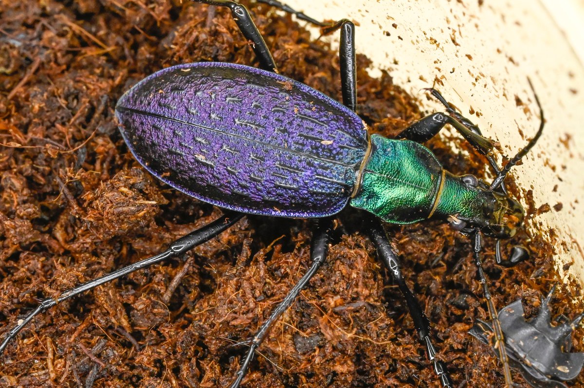 84号［オシマルリオサムシf1］
初齢6/24-二齢7/1-三齢7/10/-羽化9/7

#オサムシブリード2025 #ユメキ記録用