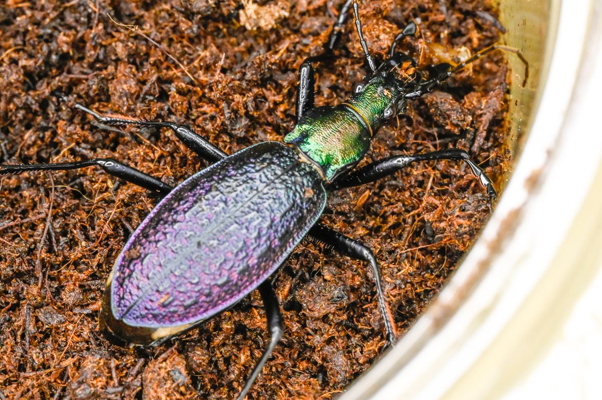 79号［オシマルリオサムシf2］
初齢6/21-二齢6/26-三齢7/3-羽化9/2

#オサムシブリード2025 #ユメキ記録用