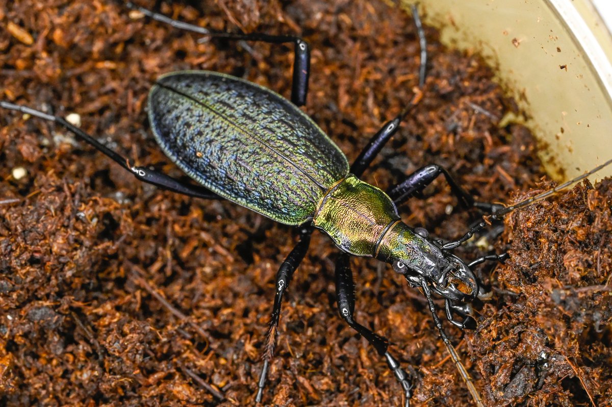 80号［オシマルリオサムシf1］
初齢7/11-二齢7/19-三齢7/27-羽化9/6

#オサムシブリード2025 #ユメキ記録用