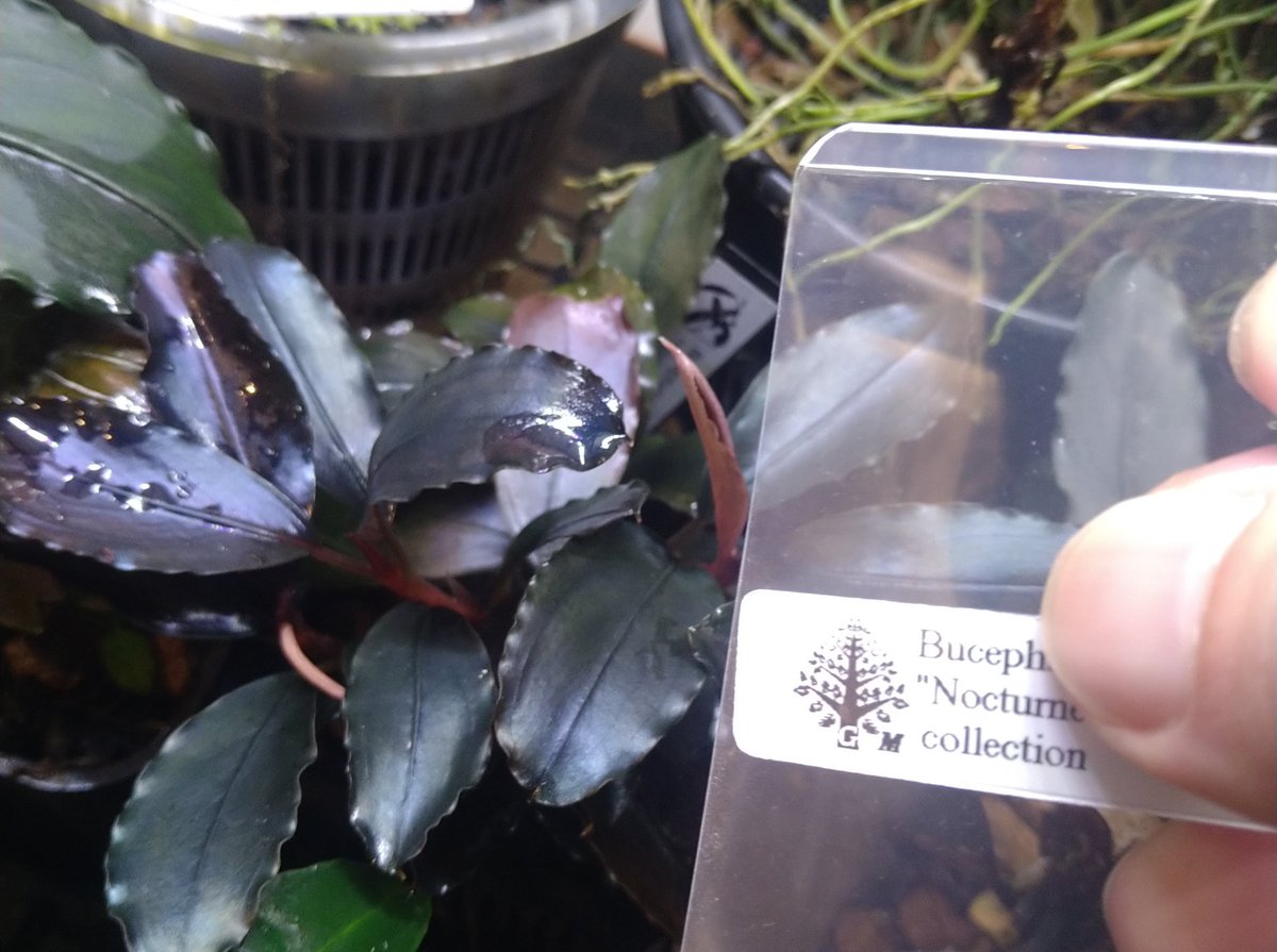 Bucephalandra Nocturne 水の国 ぐっち on X