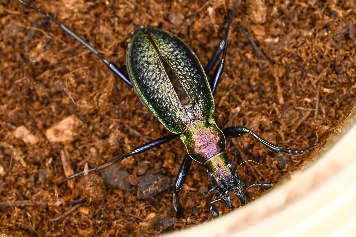 81号［オシマルリオサムシf1］
初齢6/28-二齢7/2-三齢7/10-羽化9/6

#オサムシブリード2025 #ユメキ記録用