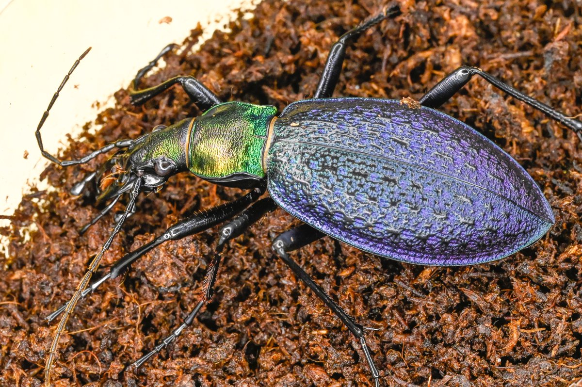 82号［オシマルリオサムシf1］
初齢7/13-二齢7/18-三齢7/26-羽化9/6

#オサムシブリード2025 #ユメキ記録用