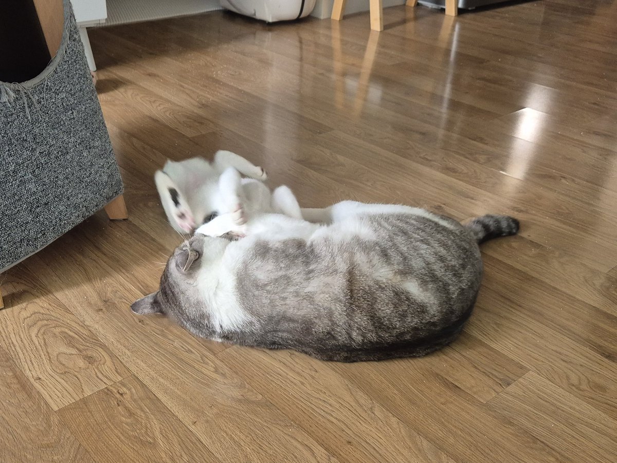 하지만 좀 세게 문다싶으면 냥선배님께서 바로 교육 들어가서 그런지 사람이랑 놀때보면 아깽이치고 무는 힘 조절도 잘해요!!

접종 완료! 구충 완료! 교육 완료!된
짱고양이 햄복이 입양신청을 원하시면 디엠이나 오픈카톡으로 연락주세요!
#햄복이임보일기 #고양이입양 #사지말고입양하세요