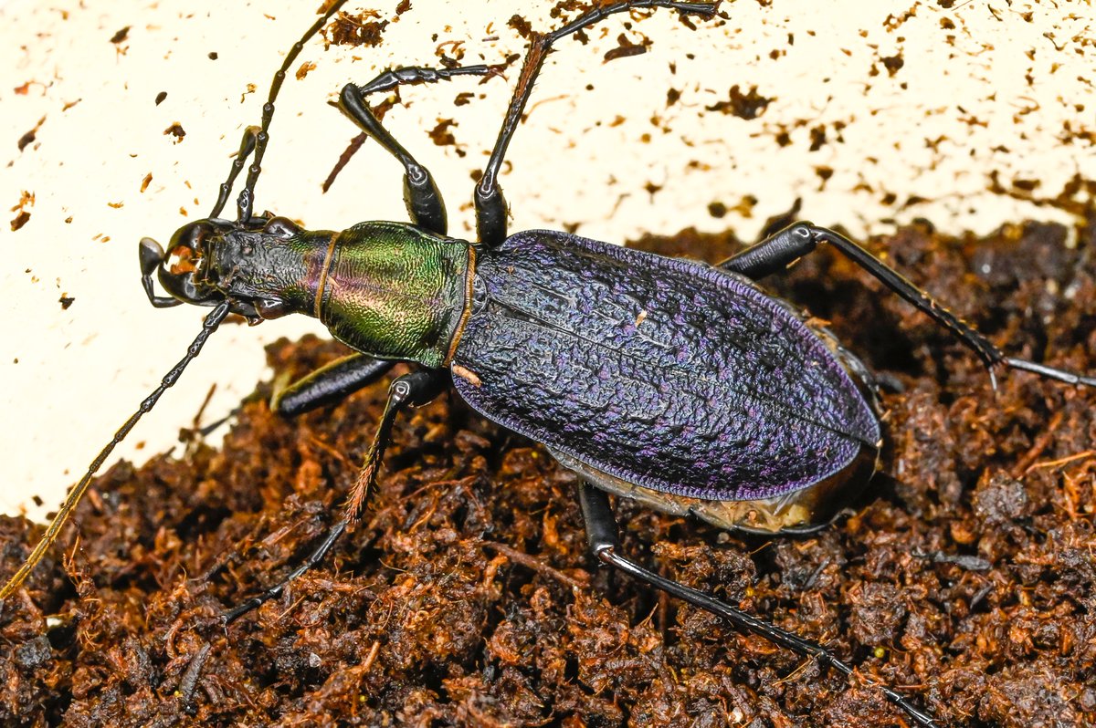 83号［オシマルリオサムシf2］
初齢6/10-二齢6/17-三齢6/26-羽化9/7

#オサムシブリード2025 #ユメキ記録用