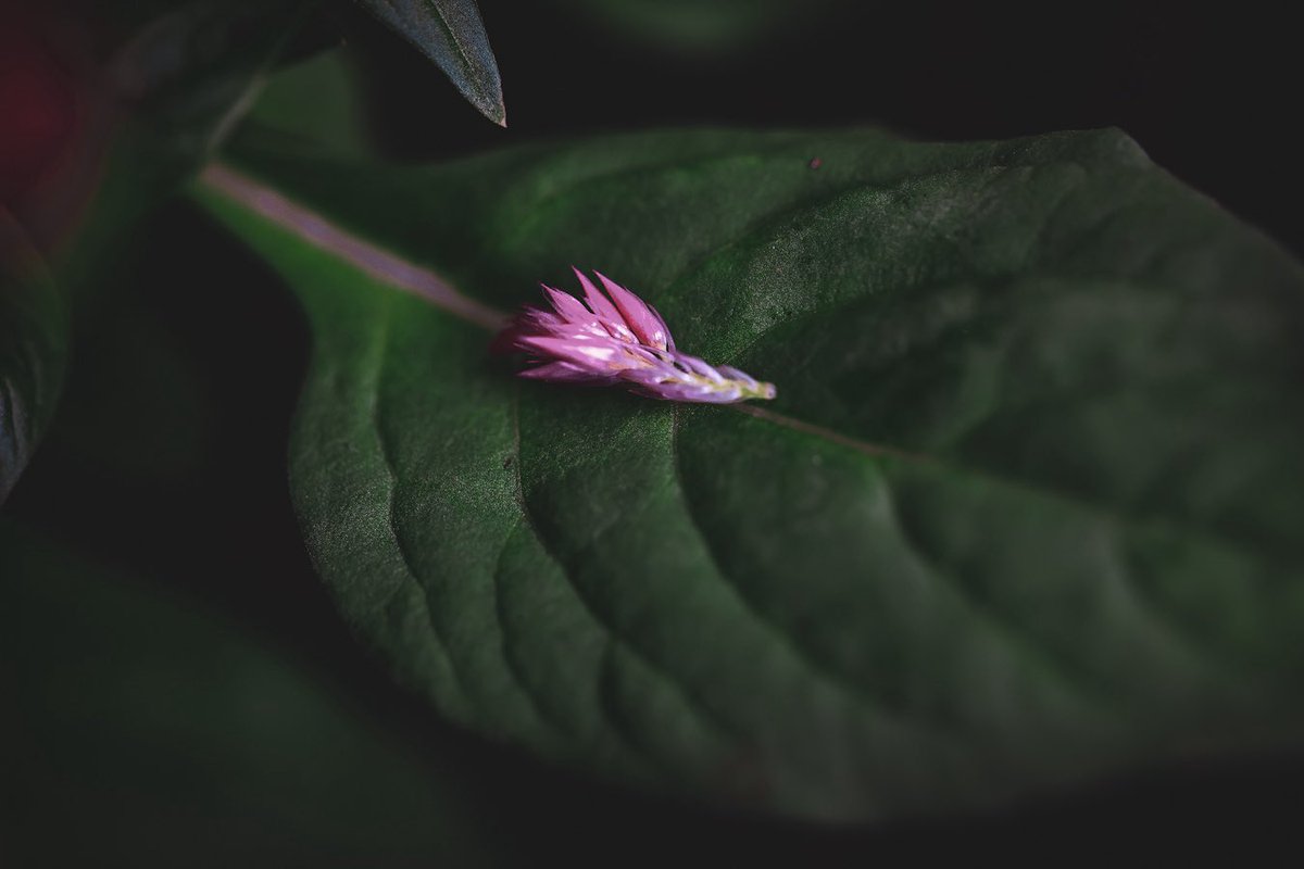 bugs836's tweet image. Good Morning 🩷