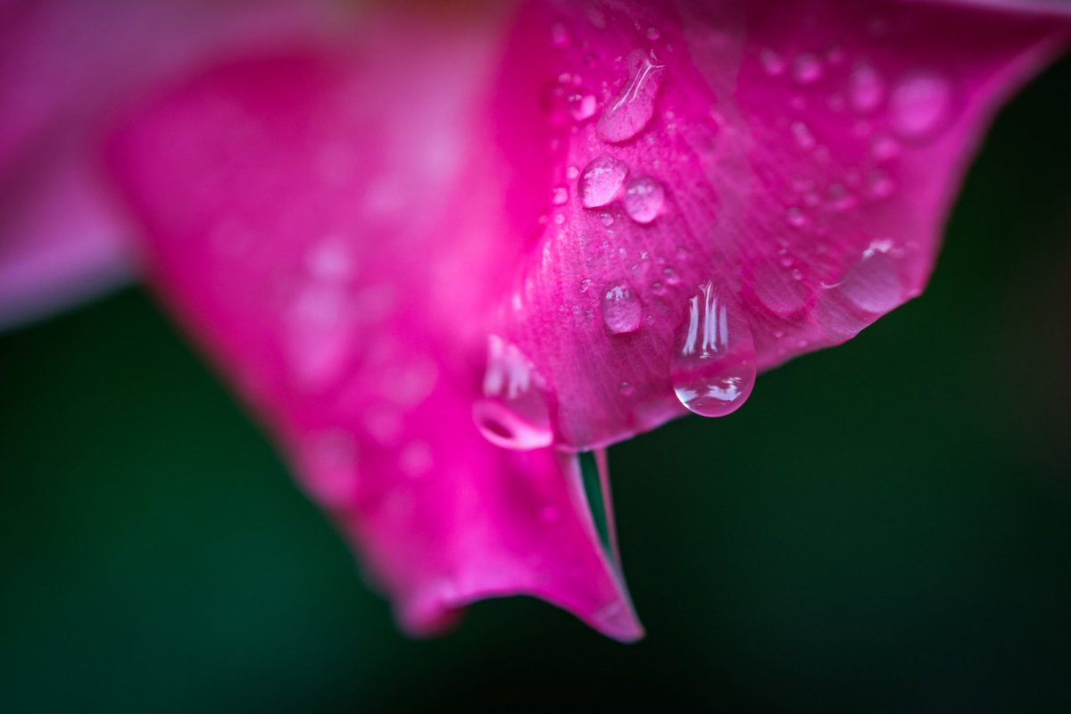 bugs836's tweet image. Good Morning 🩷