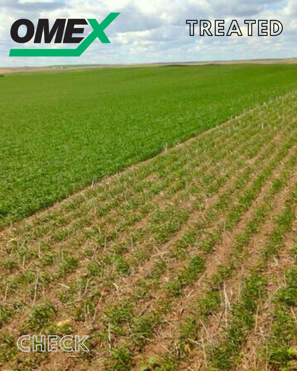 There’s no denying the powerful benefits of OMEX STARTERS

STARTERS  deliver essential nutrients right from the start,  jumpstarting root development and ensuring rapid seedling emergence💪

Don't miss out 👉omexcanada.com/products/start…

#Plant26 #CdnAg #PlantNutrition #OMEXStarters