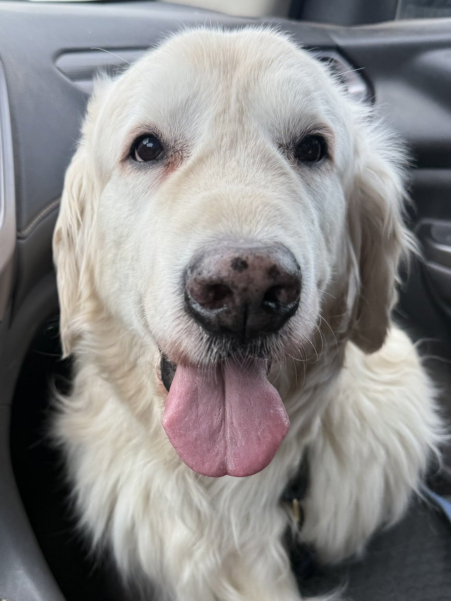 Sampson the Service Dog tweet media