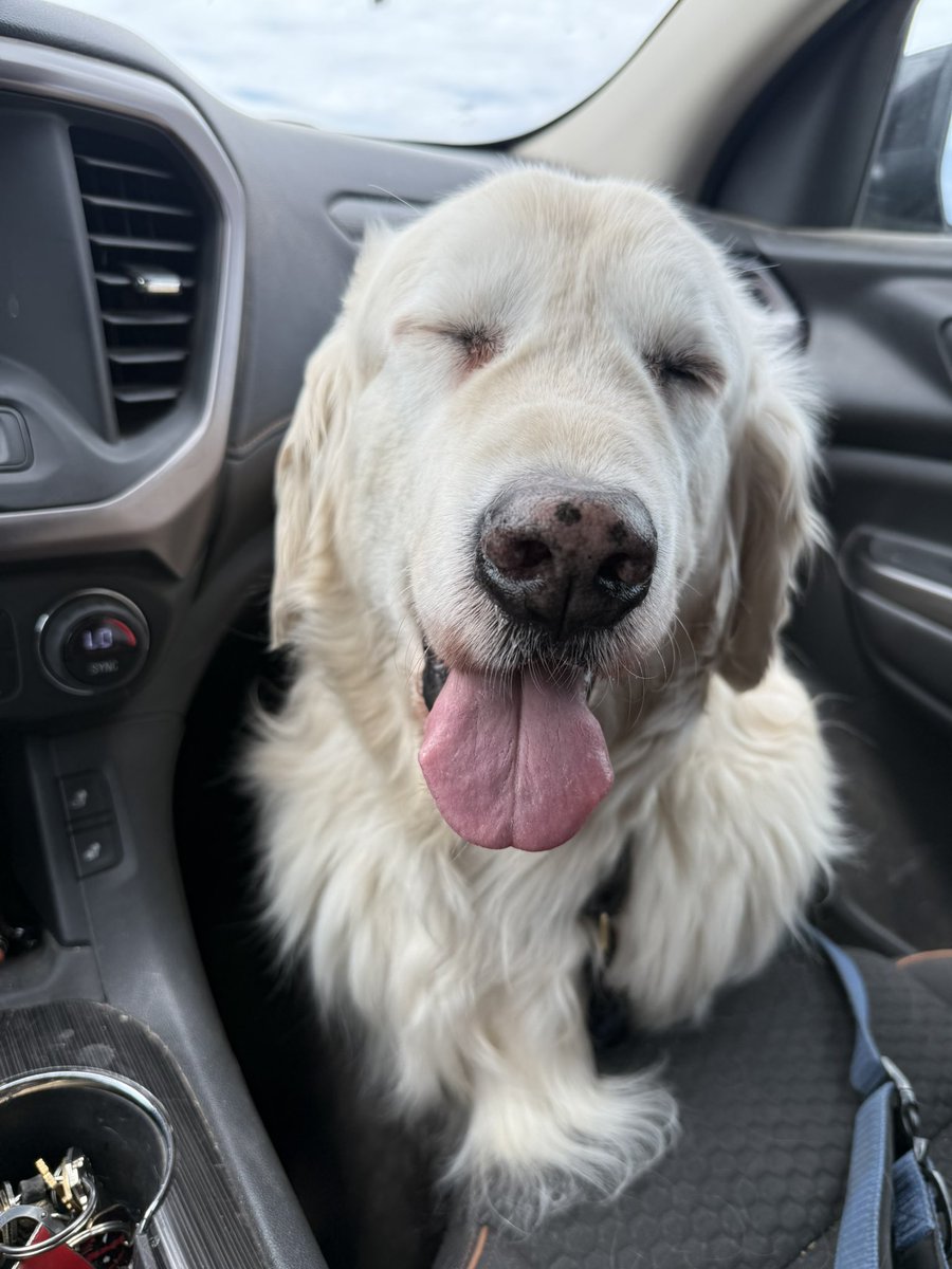 Sampson the Service Dog tweet media