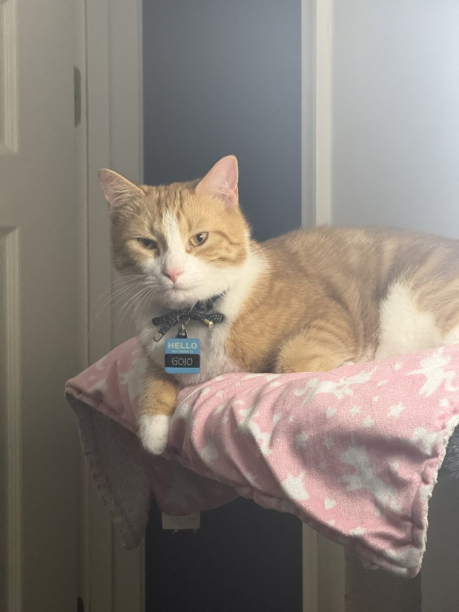 Meow he says