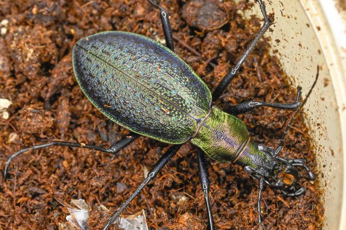 85号［オシマルリオサムシBf1］
初齢7/2-二齢7/10-三齢7/18-羽化9/7

#オサムシブリード2025 #ユメキ記録用