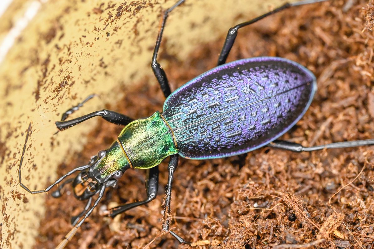 86号［オシマルリオサムシf1］
初齢6/24-二齢7/1-三齢7/21-羽化9/8

#オサムシブリード2025 #ユメキ記録用