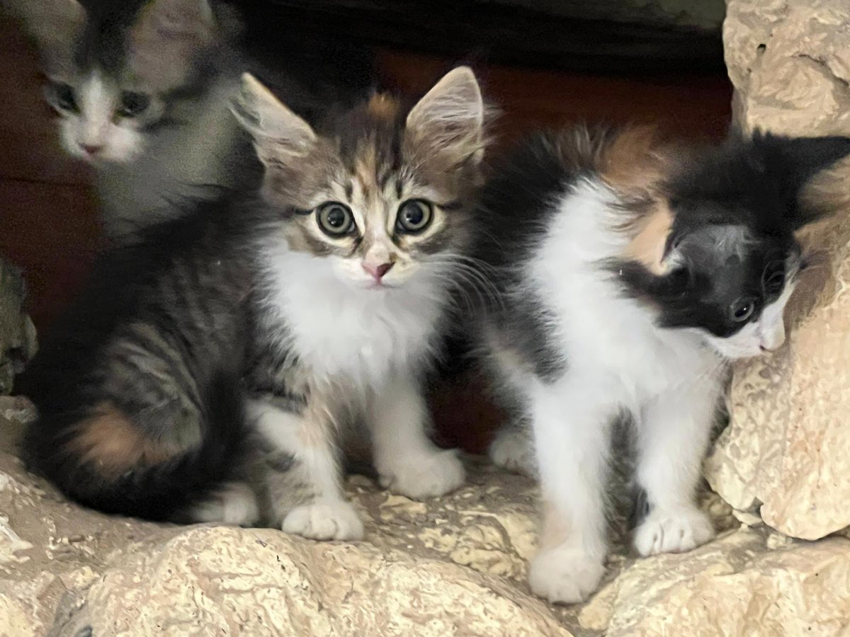 cuccefelici's tweet image. 🆘 #Capestrano (#LAquila) - Ci chiedono aiuto per trovare casa a 4 meravigliosi #micini (2F e 2M) di circa 2 mesi 🐈
🐯 Svezzati e socializzati: la madre verrà presto sterilizzata e adottata ℹ️📞 347.6761404 ⬅️ #adozione #gattini #cuccioli
