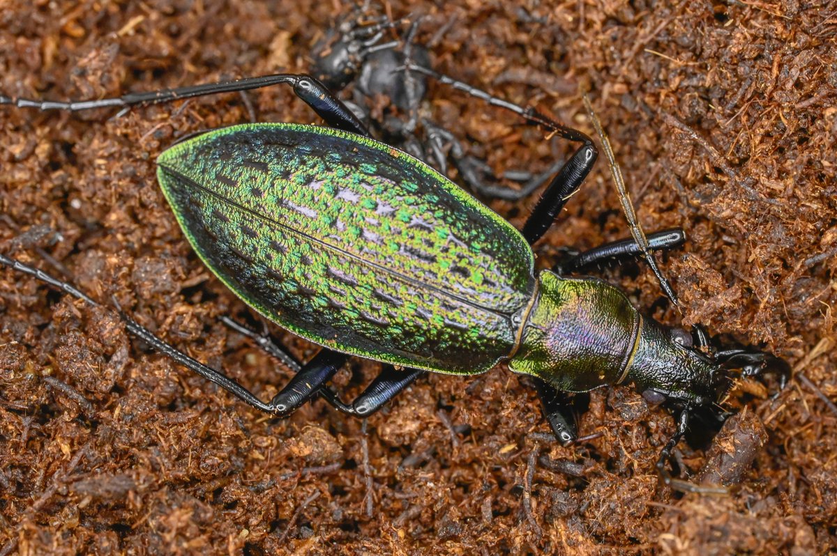 87号［オシマルリオサムシf1］
初齢7/1-二齢7/9-三齢7/27-羽化9/8

#オサムシブリード2025 #ユメキ記録用