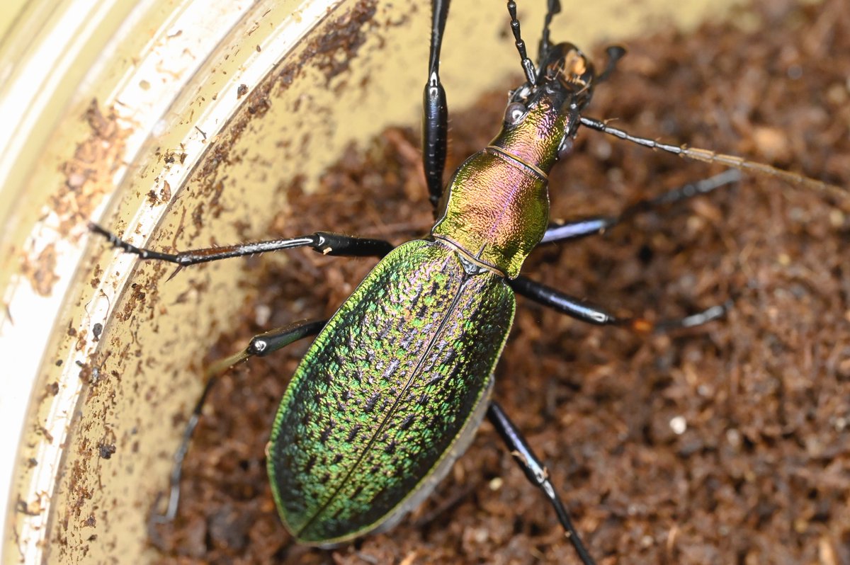 88号［オシマルリオサムシf1］
初齢7/2-二齢7/10-三齢7/17-羽化9/8

#オサムシブリード2025 #ユメキ記録用